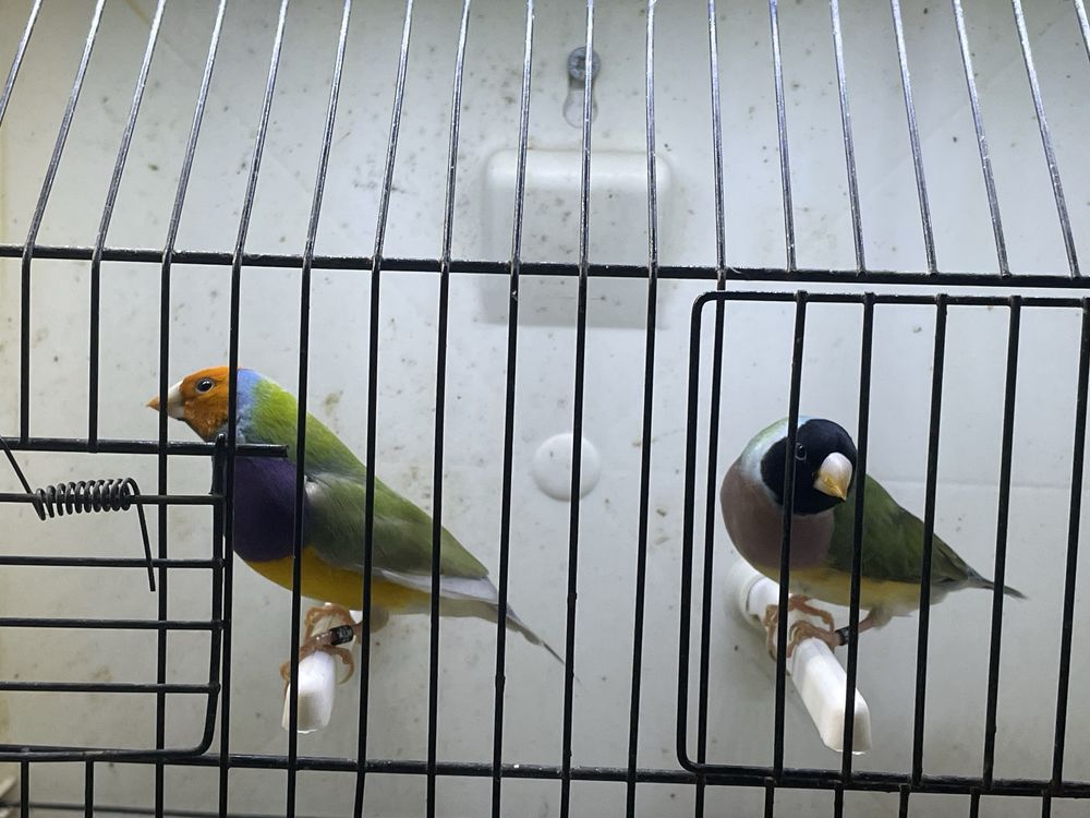 Diamantes de gould
