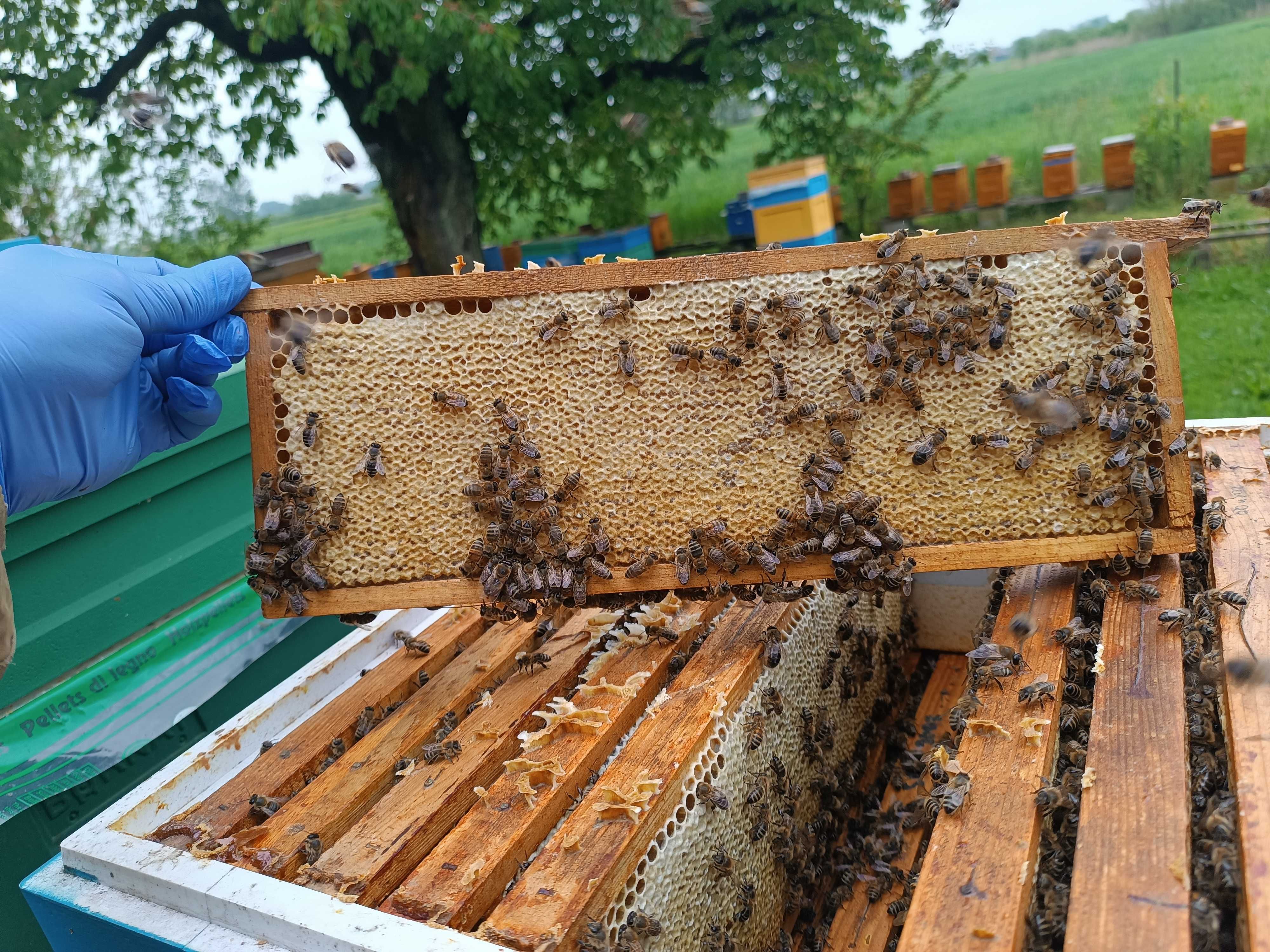 Pszczoły, odkłady pszczele - Ramka wielkopolska i warszawska zwykła