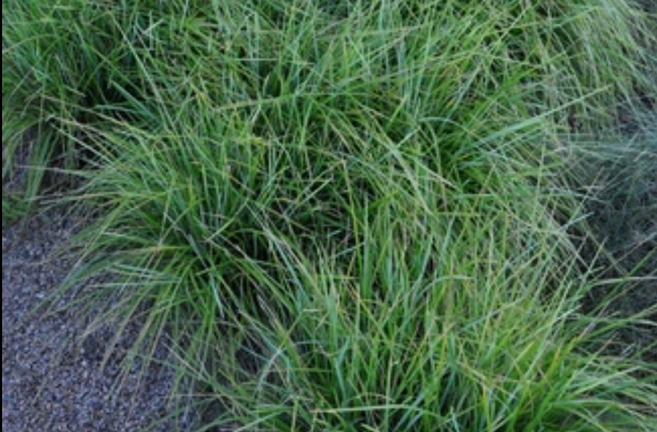 Trawa Sesleria Heuflera