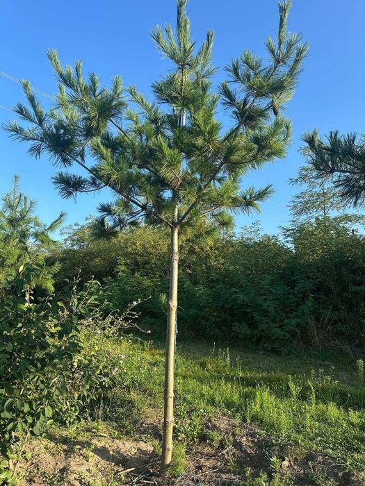 Сосни: Арманда Ра, веймутова, гімалайська, білокора, румелійська,чорна