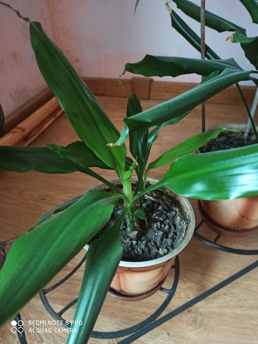 Комнатный цветок адениум диффенбахия фикус аглоанема сингониум пальма