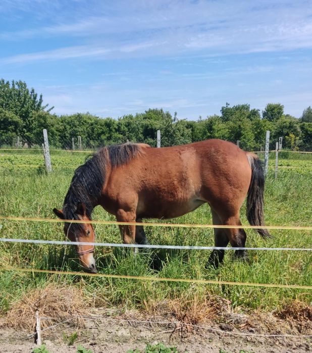 Zimnokrwista źrebica 1.5 roczna sprzedam