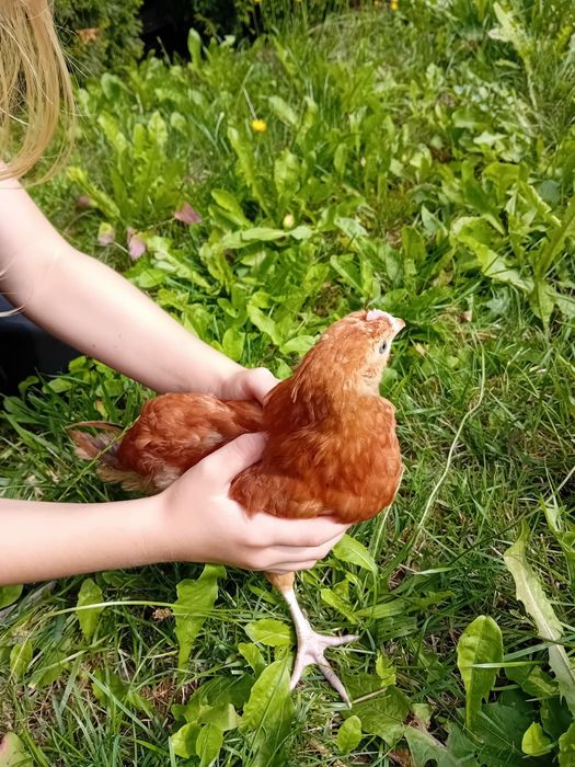 Kura kury Rosy 10-tygodniowe naturalne ekologiczne