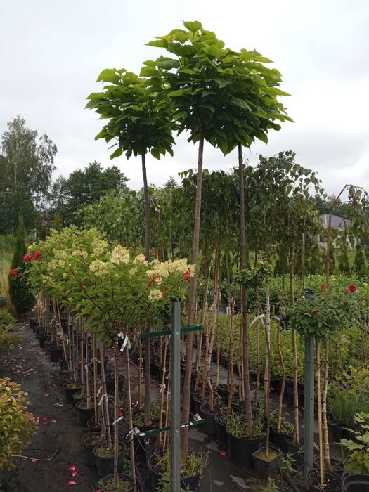 Modrzew szczepiony na pniu zwisający i kulisty