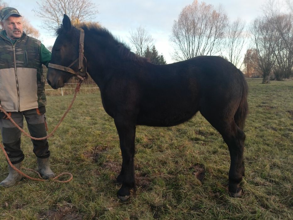 Źróbka zimnokrwista 6 miesięcy