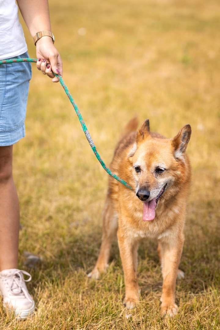 Piękny i bardzo kochany psiak szuka Dobrej Rodzinki Adopcyjnej!