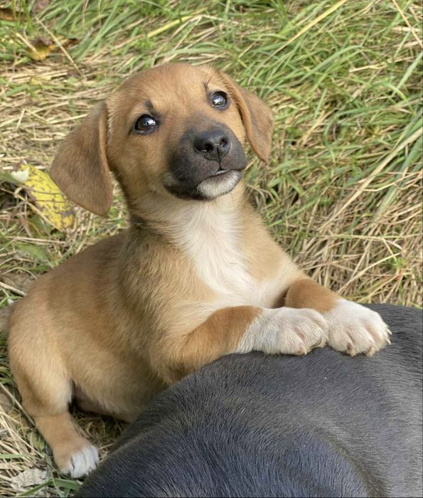 Прилаштовується у добрі ручки !