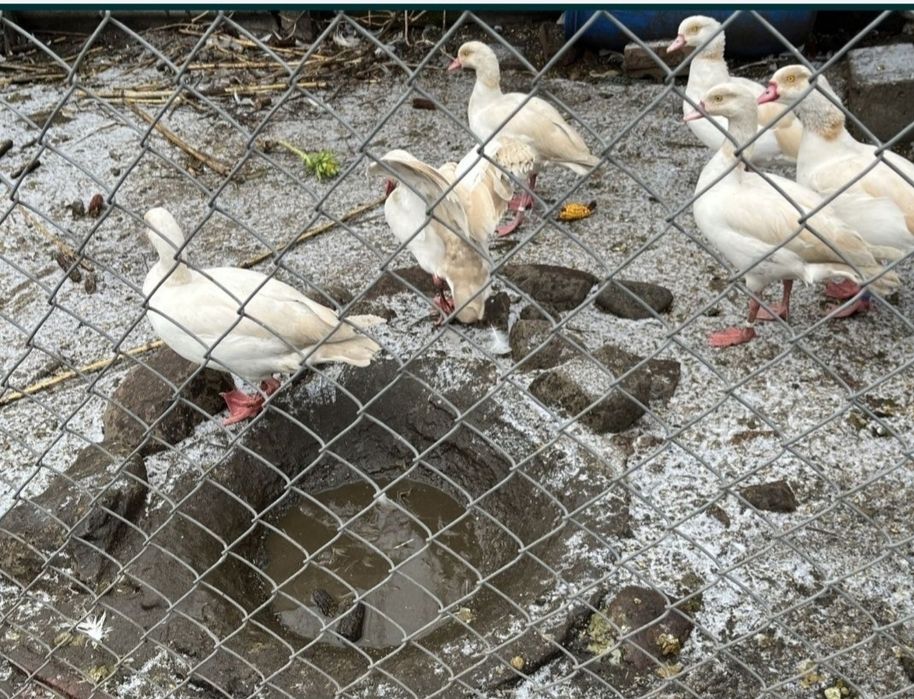 Kaczki francuskie gęsi nilowe białe i inne