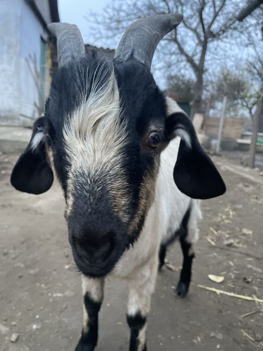 Продам стадо коз