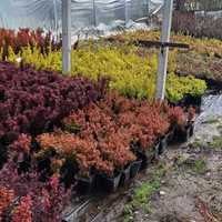 Berberys 'Admiration' Atropurpurea', 'Sunsation','Orange Rocket',inne