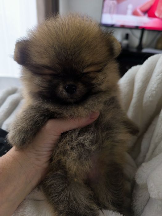 Spitz Anão Lulu da Pomerânia. Lop e Afixo Super mini. Russo