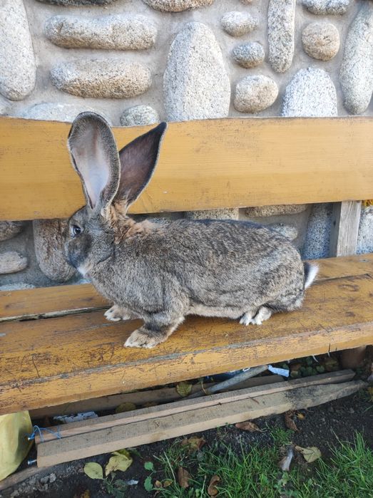 Samce Olbrzym Belgijski