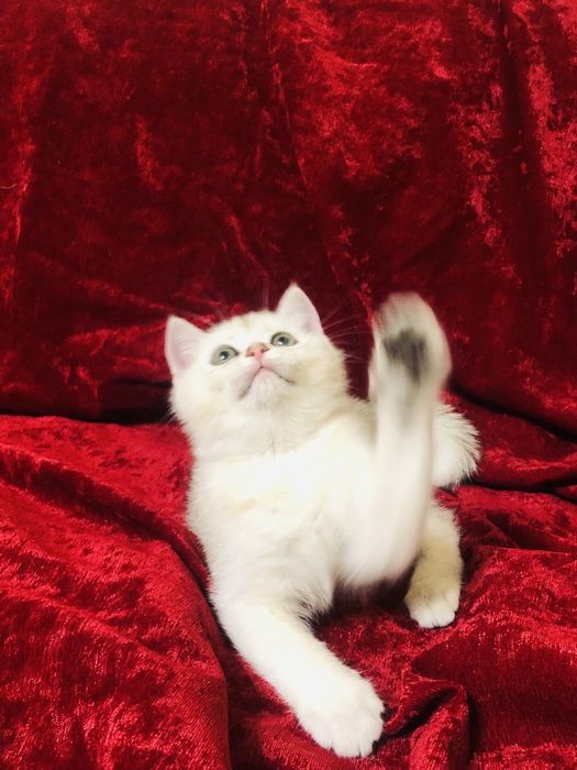 Ласкавий сріблястий котик. Шиншила. Купити в Київі в Україні