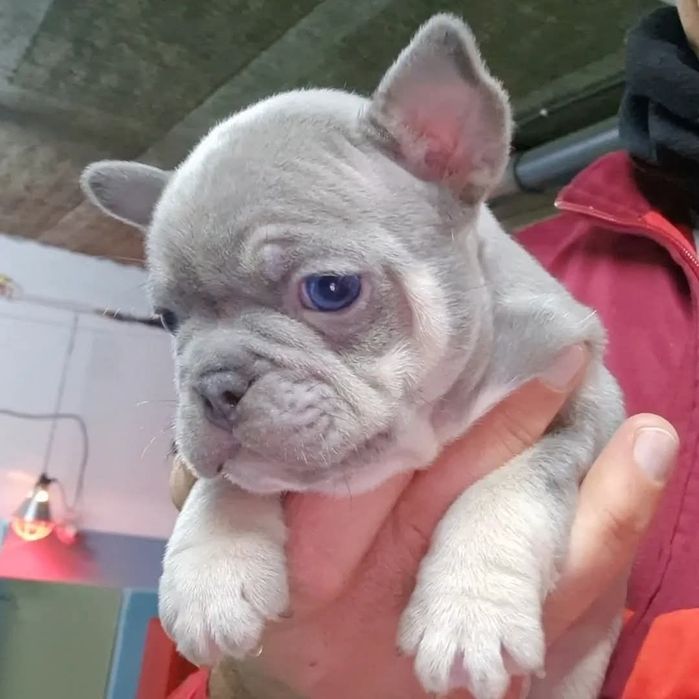 Bulldog Francês macho Blue