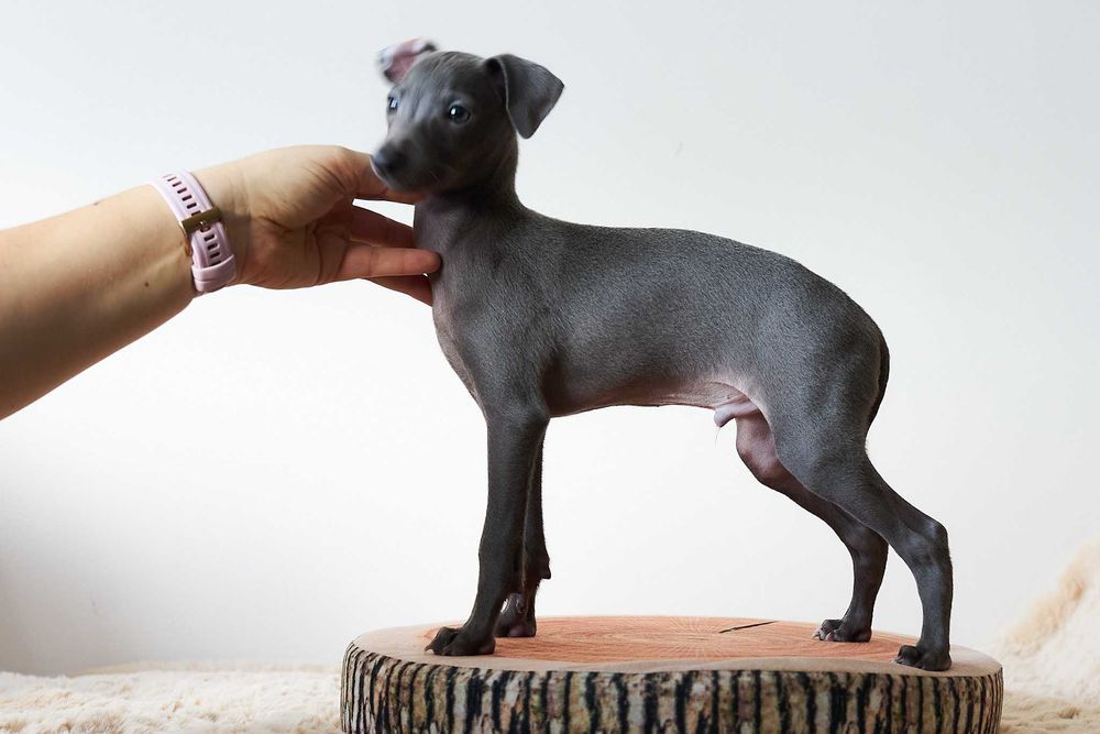 Charcik włoski, chłopczyk, ZKwP (FCI)