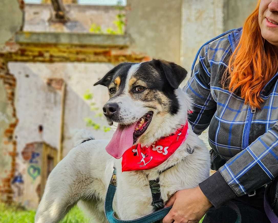 Przekochany, otwarty, absolutnie proludzki młodziak do adopcji!