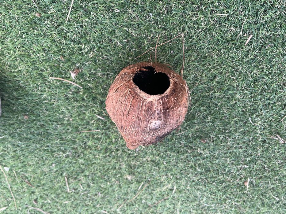 Cascas de coco para aquario ou terrario