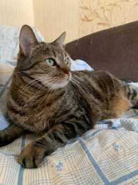 Ласковая кошка мраморного окраса, Пеппи, 3-4 года