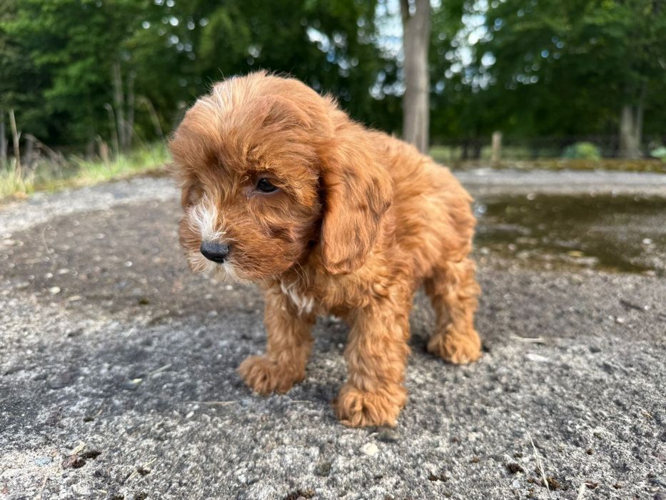 cavapoo szczeniak