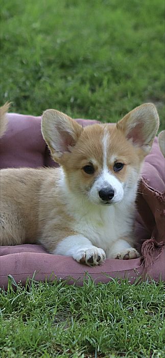 Welsh Corgi Pembroke FCI