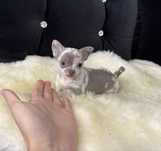 Chihuahua blue merle piesek krótkowłosy