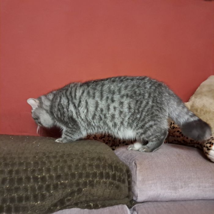 Kocurek egzotyczny 8 miesięczny,  Warszawa