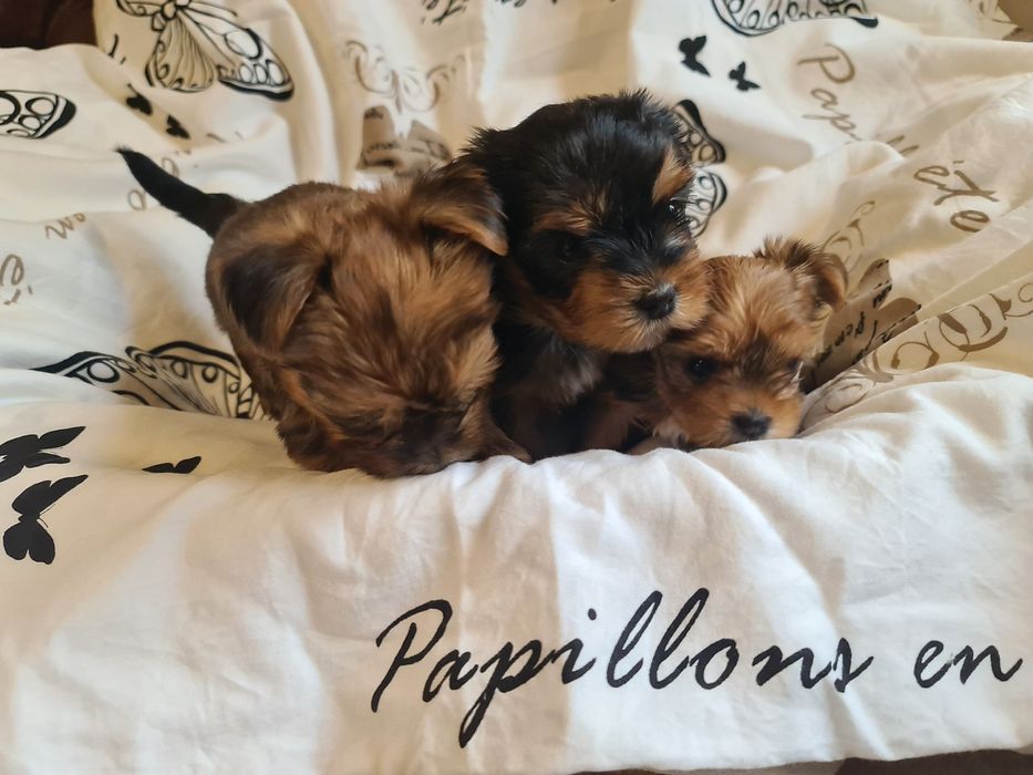 Piesek yorkshire terrier