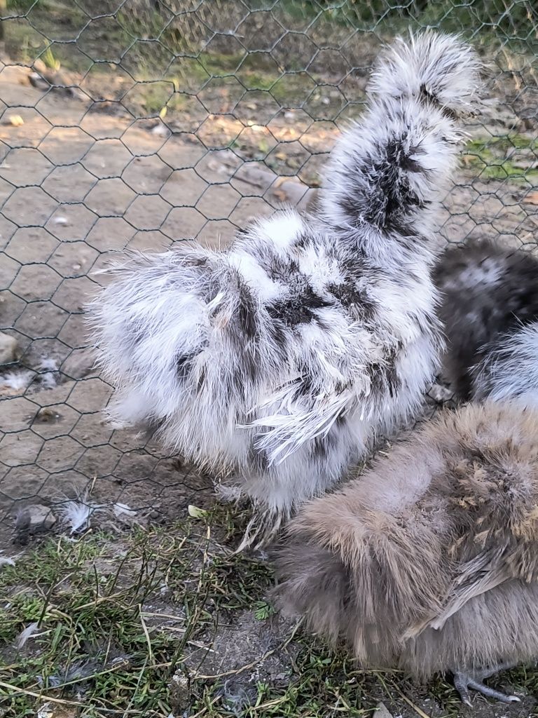Silki USA silka kura kurczęta kogut młode jedwabiste kury ozdobne