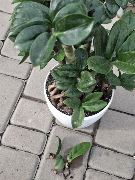 Заміокулькас Зензі (Zamioculcas zamiifolia 'Zenzi')