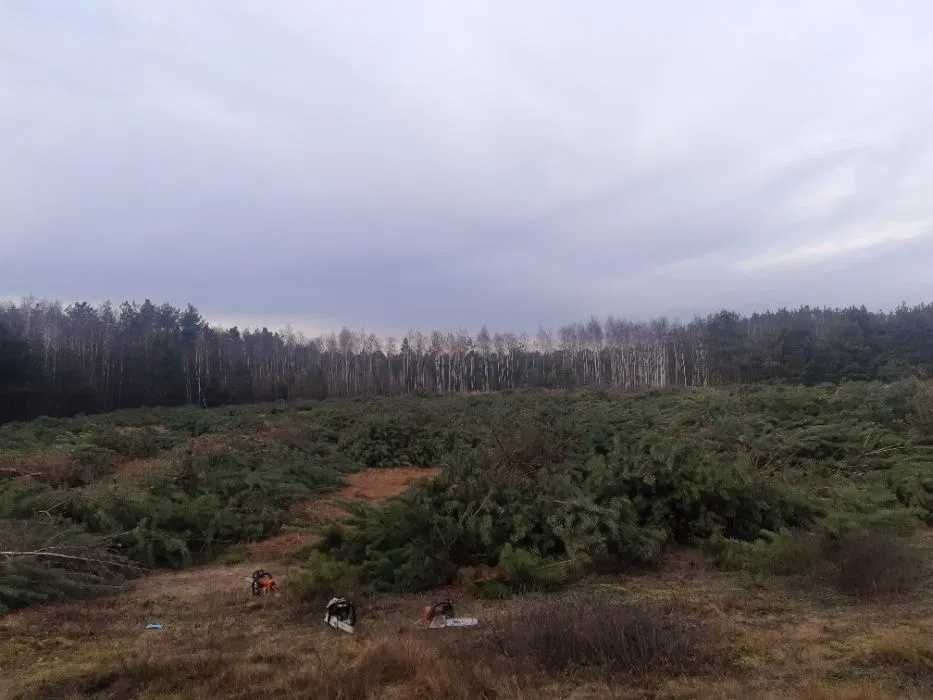 Wycinka drzew lasu wycinanie skup drewna rębak mulczer rekultywacja