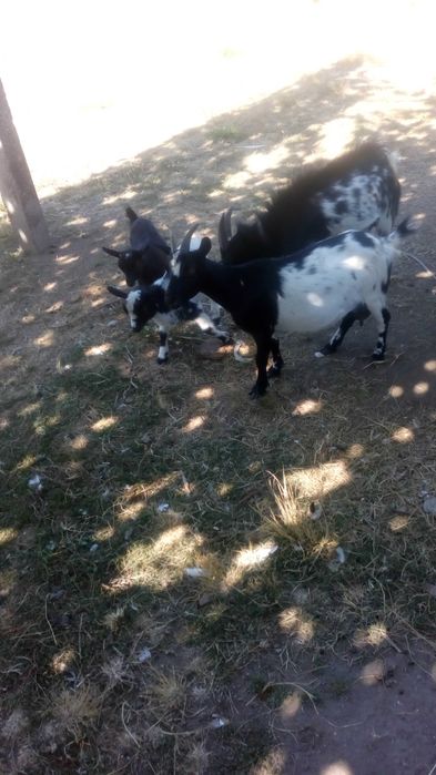 bode anao para reproduçao