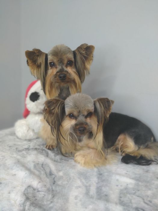 Йорки в добрі руки