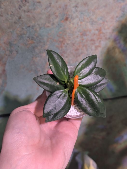 Hoya hoja Pachyclada snow lotus perełka