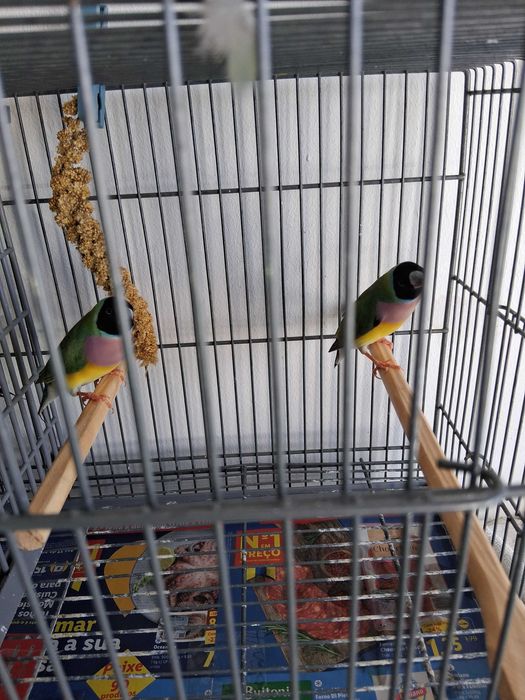 Diamantes gould 2025 , Bengalins  e Mandarins