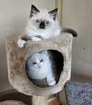 Kocięta Ragdoll do Rezerwacji