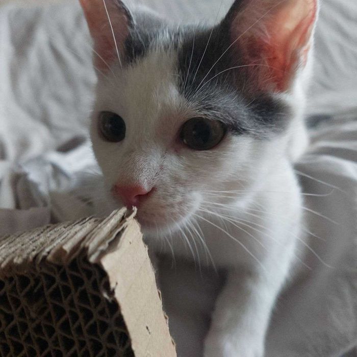 Кошенятко у добрі руки