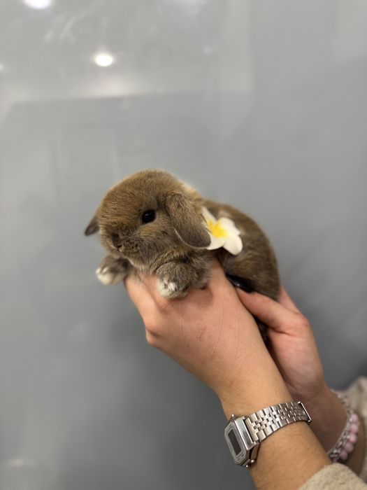 Шоколадні деклративні карликові кролики супер міні