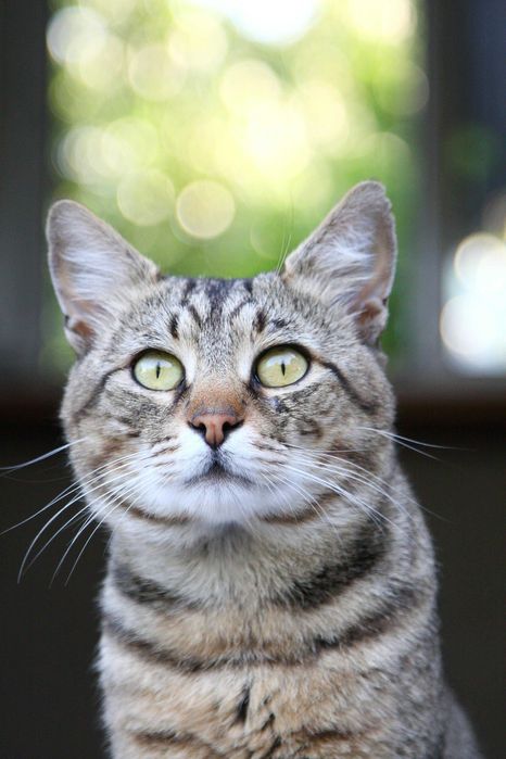 Serviço de PET siiting