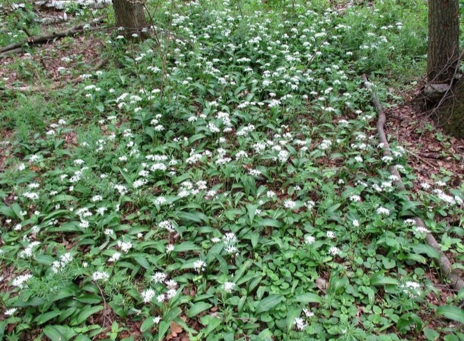 Черемша цибульки на посадку в саді