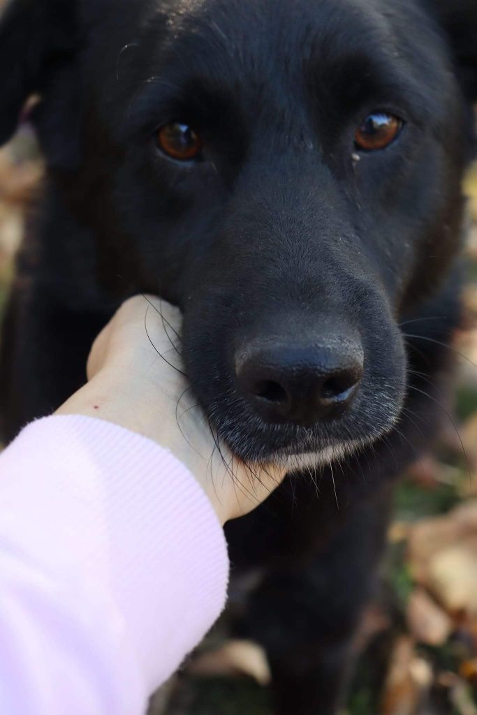 Tobi słodziak do adopcji. Czeka w schronisku i nikt nie pyta o niego