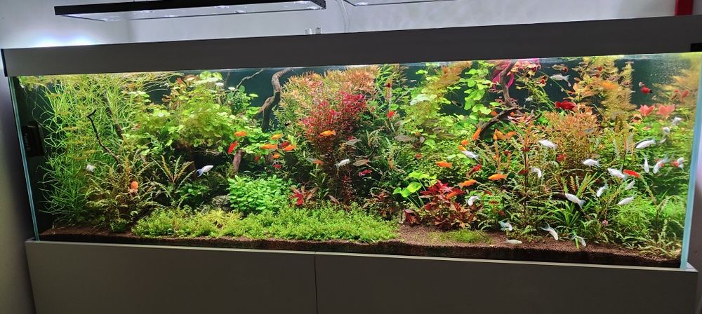 Rośliny akwariowe