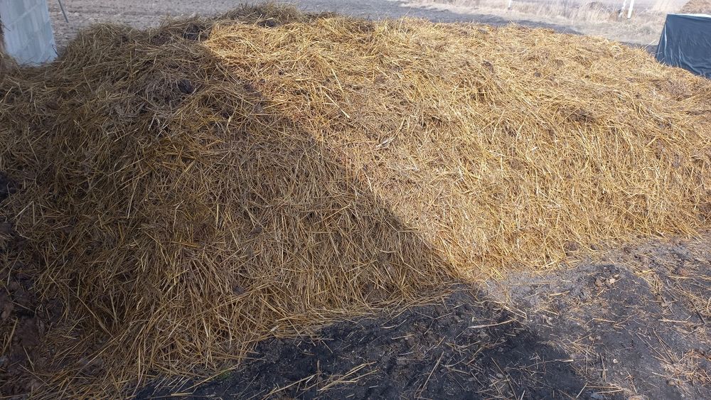 гній коровячий та свиний.доставка