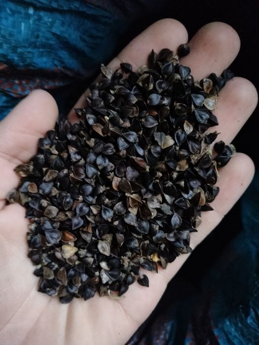 Nasiona gryki *nie pryskana*