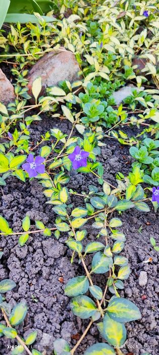 Барвинок вариегатный и атропурпурея