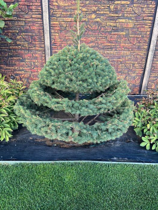 Садівник,Ландшафтний дизайн Бориспіль,Козин,Гнедин