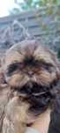 SHIH TZU Szczeniak piesek