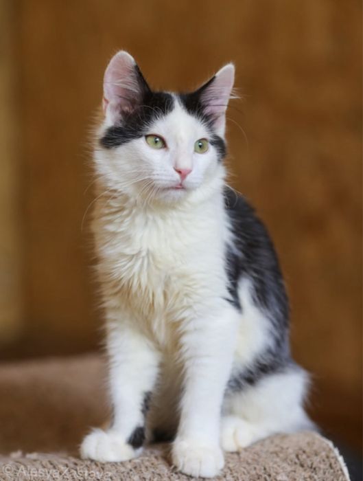 Добряк Артемон, 1 год, привит, кот, котенок, кошка