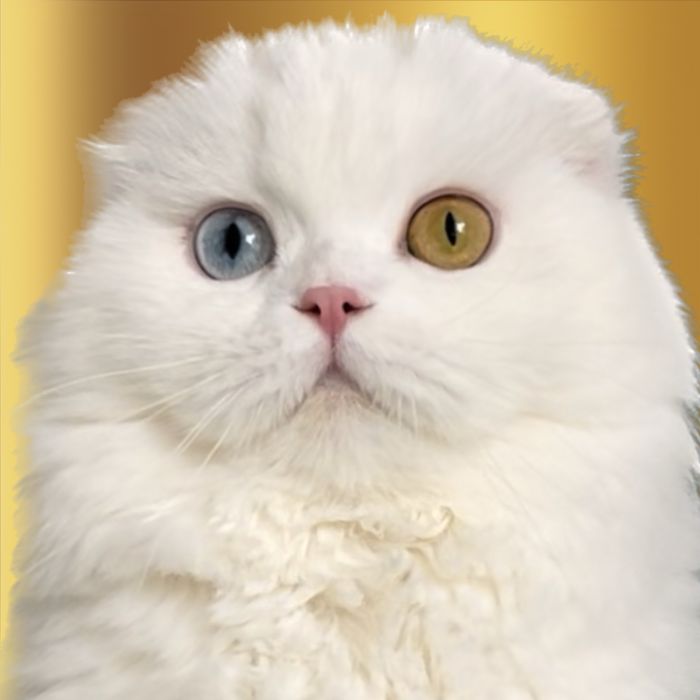 Шотландська кішка