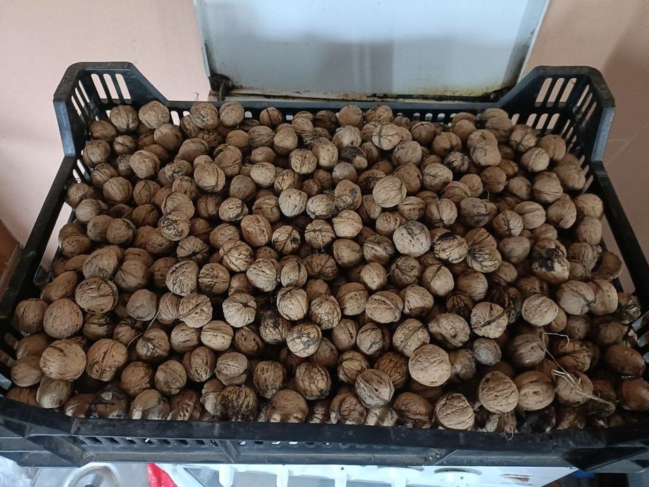 Sprzedam orzech włoski w skorupce