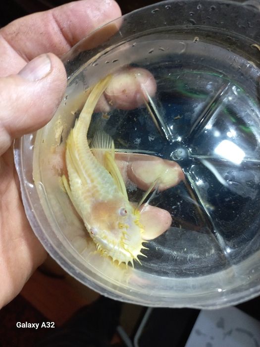 Glonoiad samiec  młody